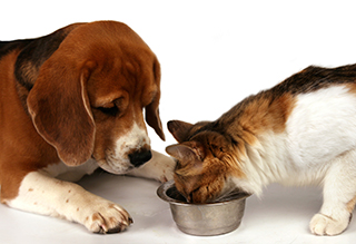 Rexpointe Dog and Cat eating