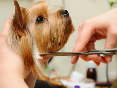 small dog grooming prices