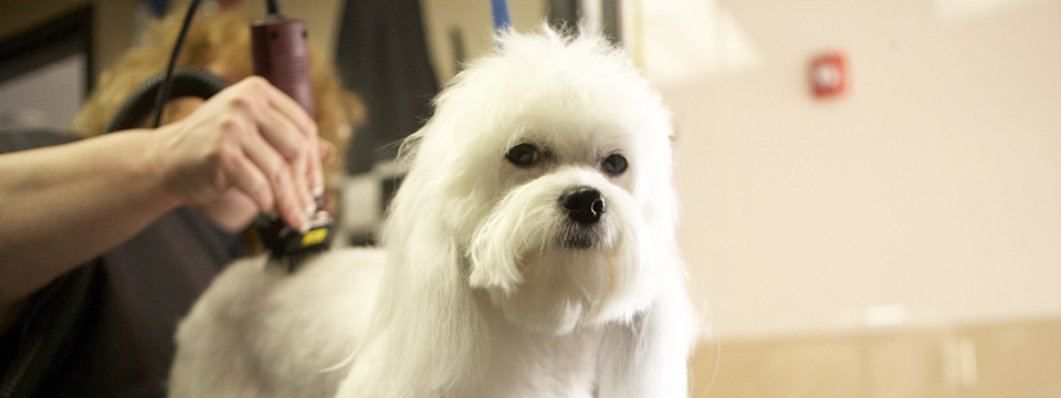 Rexpointe Dog Grooming